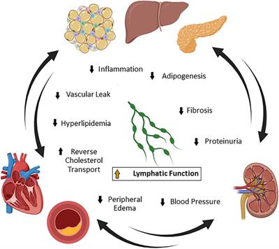 Targeting lymphatic function in cardiovascular-kidney-metabolic syndrome: preclinical methods to analyze lymphatic function and therapeutic opportunities